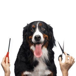 Advantage-of-dog-grooming for your Cute Dog