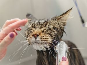 Cat bathing kitten Services