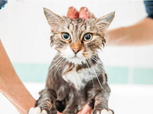 Cat double wash shampoo bath in Los Angeles, California