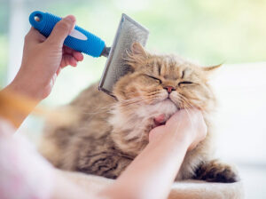 Demitting shampoo for cats