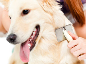 Dog brush out service in Los Angeles