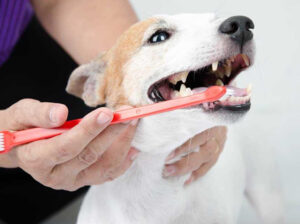 Dog clean teeth gel in Los Angeles