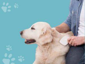 Dog Brushing Service in Los Angeles