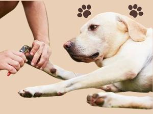 Dog Nail Trimming services in Los Angeles Area