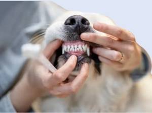 Dog Teeth Clean services in Los Angeles