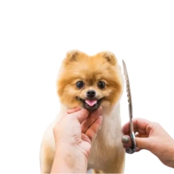 Best Pets haircut in west Hollywood