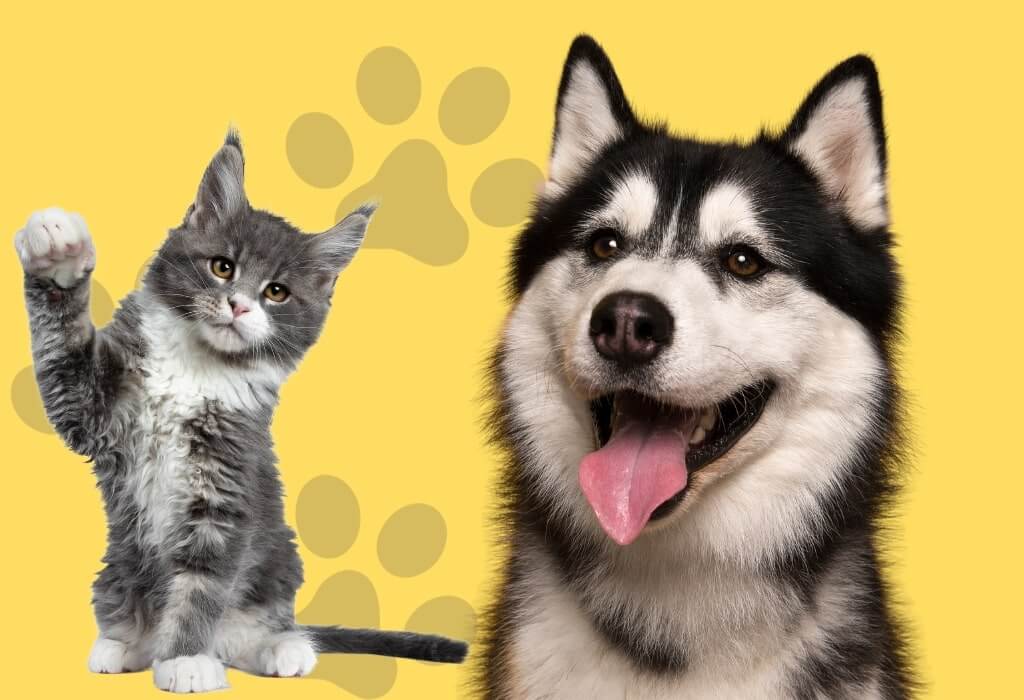 Dog and Cat Grooming in Beverly Hills