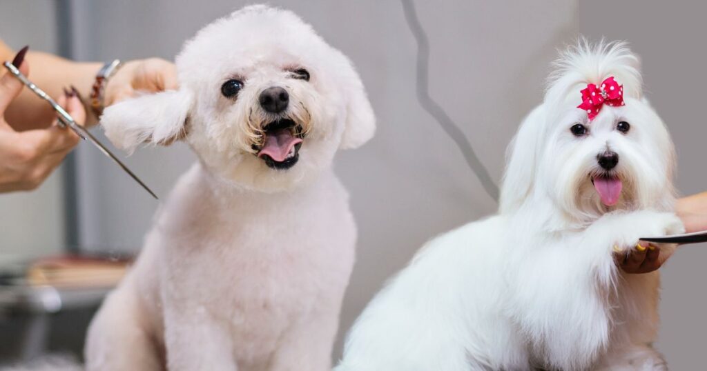 Los Angeles International Airport Mobile Pet Grooming