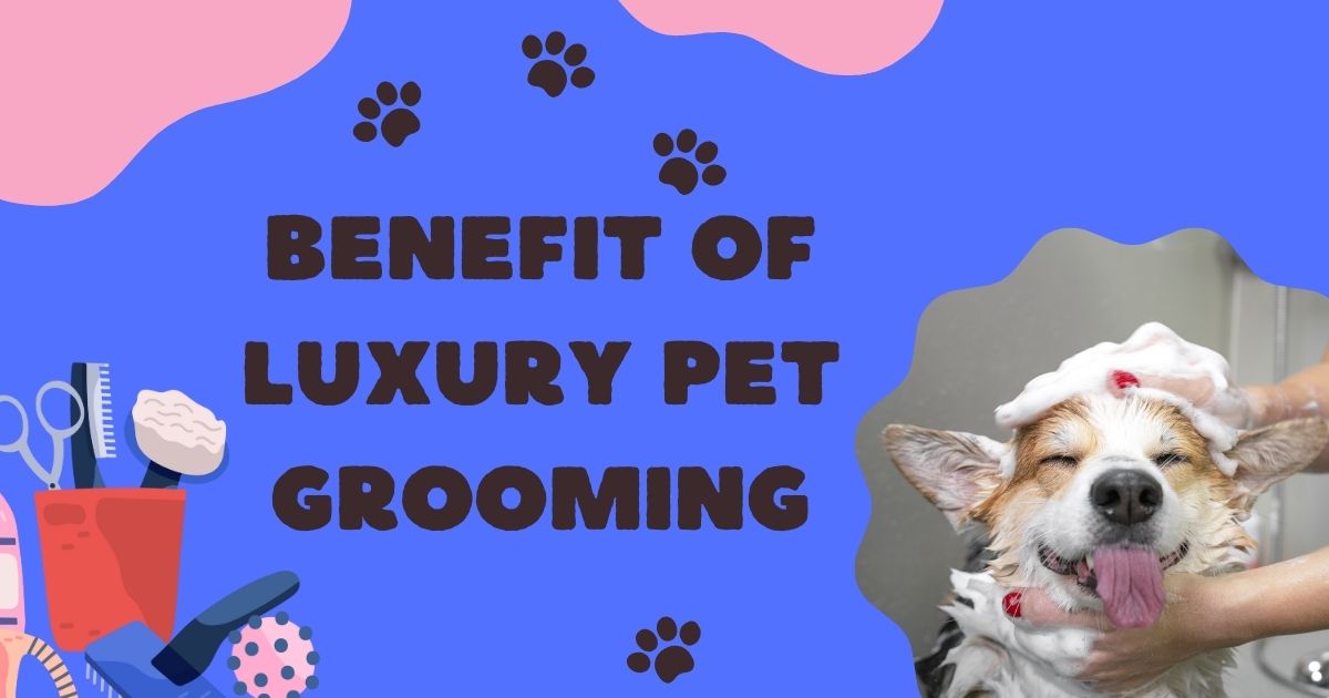 The Benefits of Luxury Pet Grooming for Your Dog's Health and Happiness
