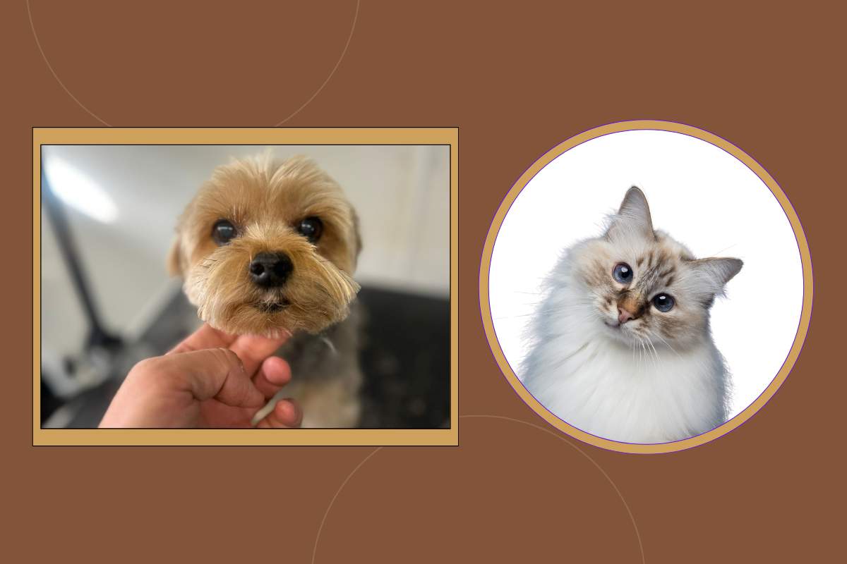 mobile pet grooming torrance ca | Complete mobile grooming services