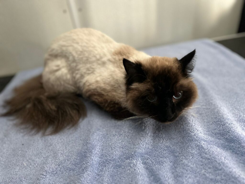 Photo inspiration: Picture Idea: Mobile Cat Grooming Long Beach California